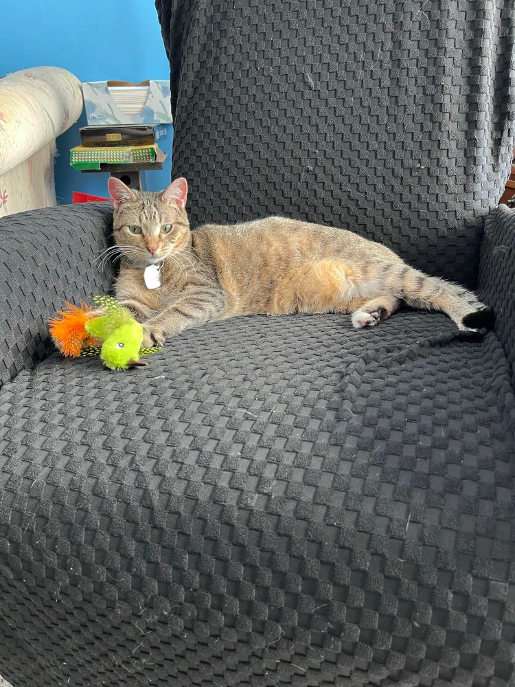 A small brown tabby kitten is laying on a black armchair with a toy bird with feathers lying in front of her paws; the sun is hitting her fur.