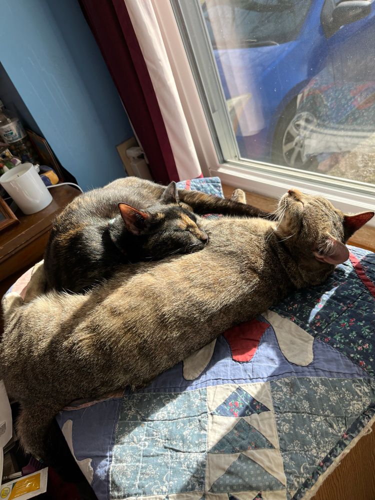 Two kittens curled up cuddling together while bathing in the sunlight from a window. The tortoishell kitten has her head resting on the brown tabby’s body while the brown tabby is stretched out sleeping.