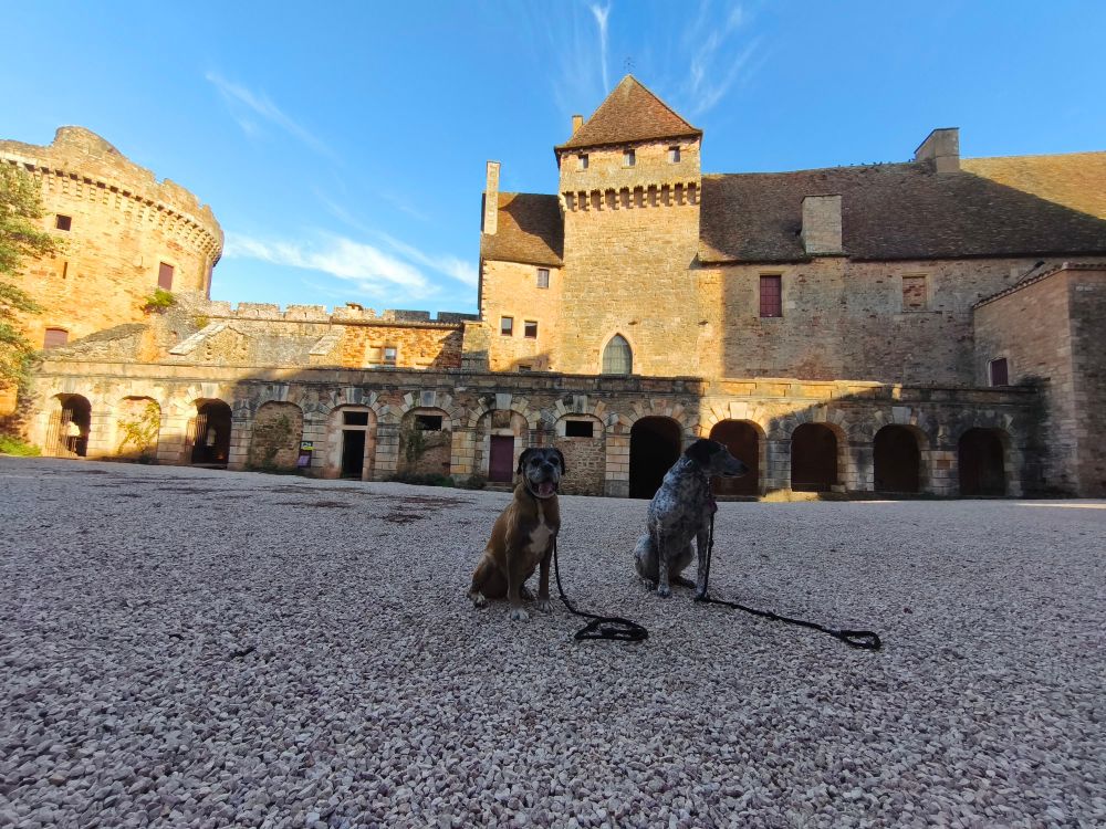 Mami boxer et braquouille dans la cour du château de Castelnau 