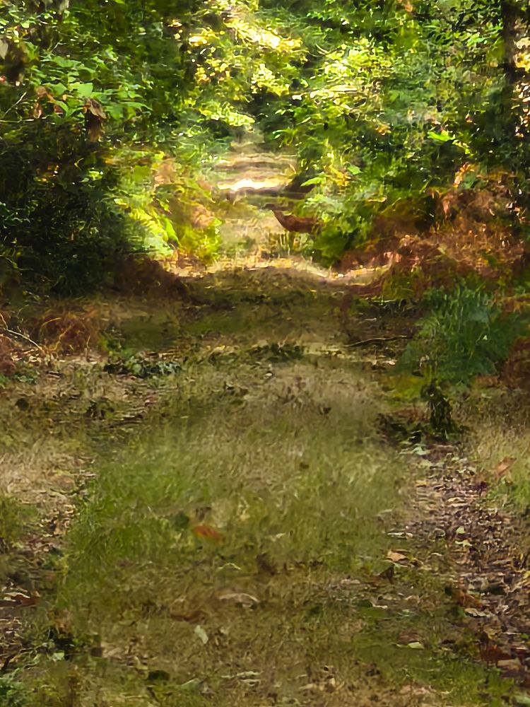 Un chevreuil de profil au loin sur une allée forestière 