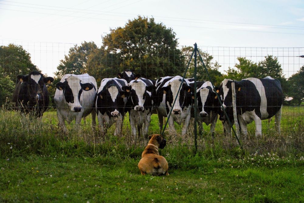 Une boxer allongée dans l'herbe regardant des vaches de l'autre côté de la clôture qui ont l'air bien intrigué devant cette chienne loufoque.