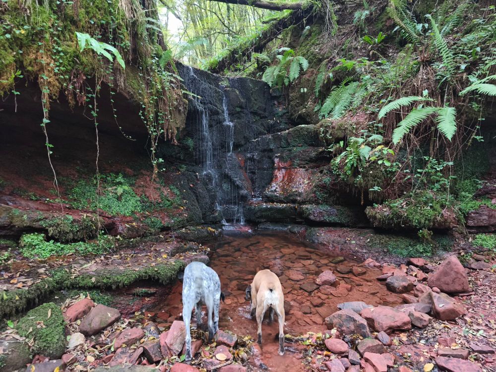 Braquouille et Mami boxer de dos buvant l'eau au pied d'une cascade . Les pierres autour sont rouges