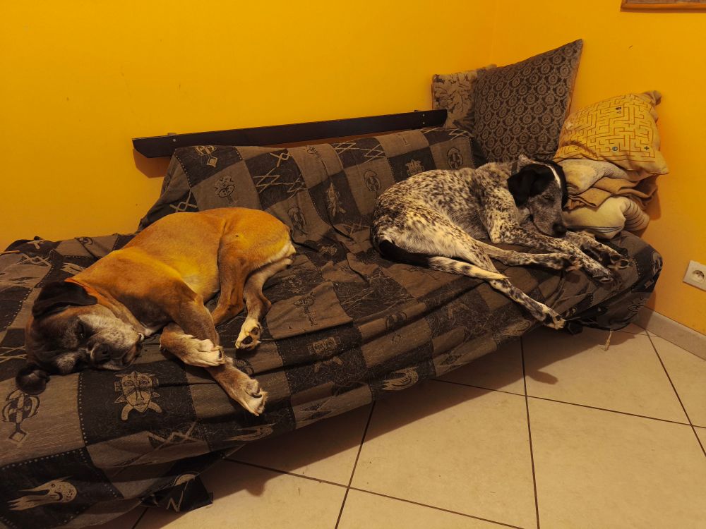 Mami boxer et braquouille en pleine digestion allongée chacune d'un côté d'un sofa 