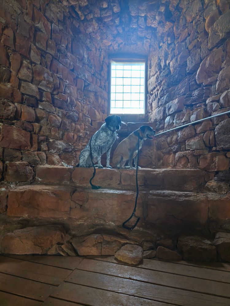 Mamie boxer et braquouille dans la tour du château de Castelnau sur trois marches massives devant une fenêtre 