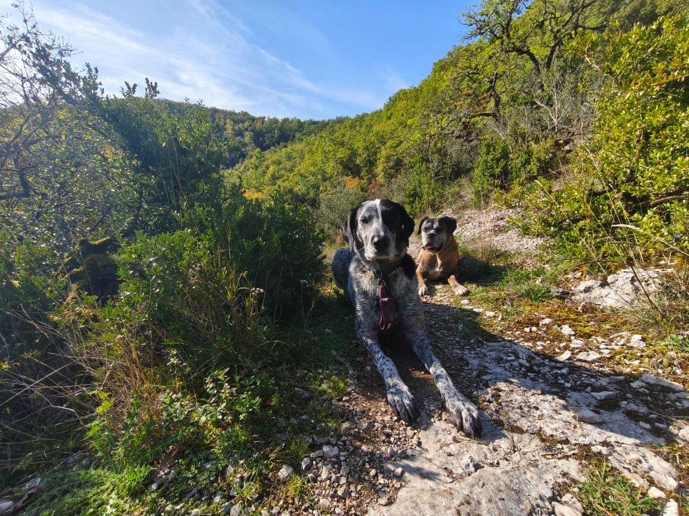 Braquouille et Mami boxer allongées couchées dignement sur un chemin bordé de buissons