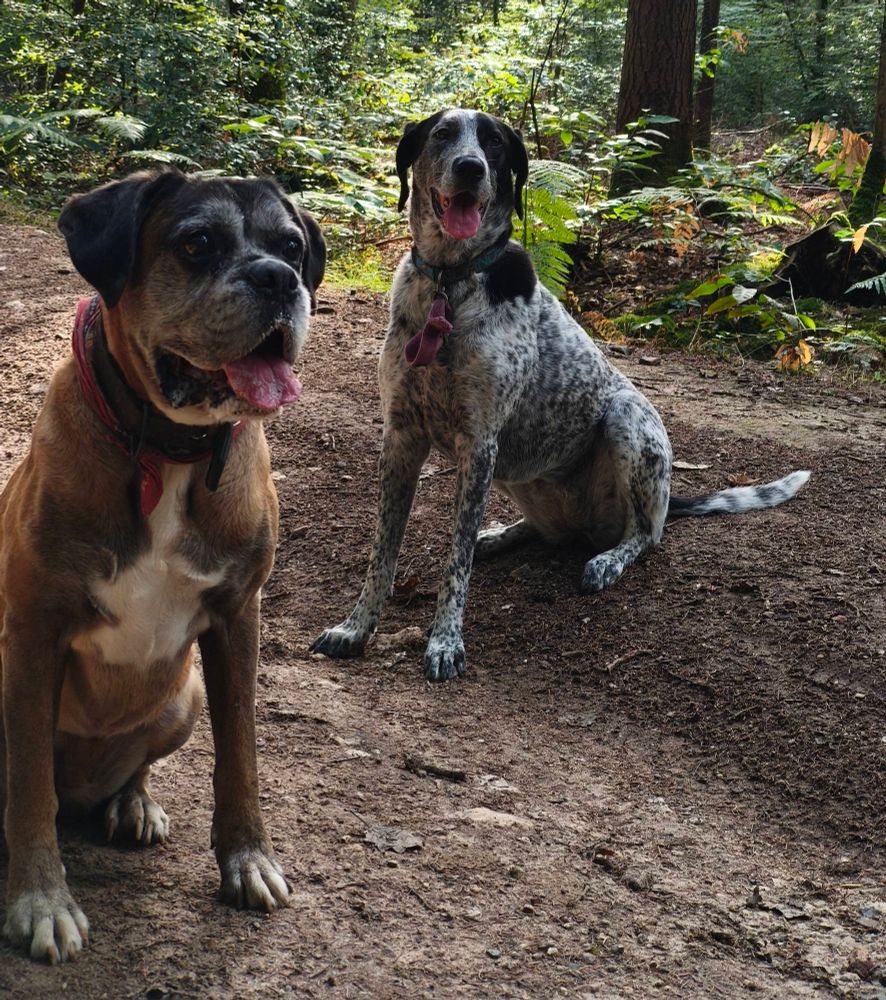 Une Mami boxer fauve et une braque wish truitée noir assises tout sourire sur un chemin en forêt 