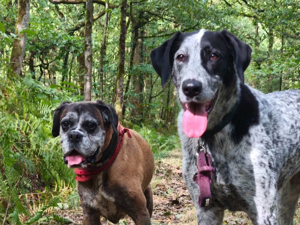 Braquouille et Mami boxer bien heureuses de leur balade en forêt 