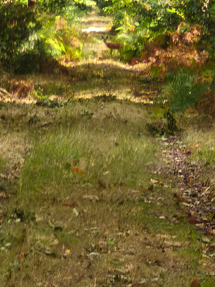 Un chevreuil au loin dans une allée forestière qui tourne la tête vers l'objectif. 