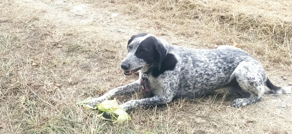 Braquouille allongée avec son épi de maïs entre les pattes avant