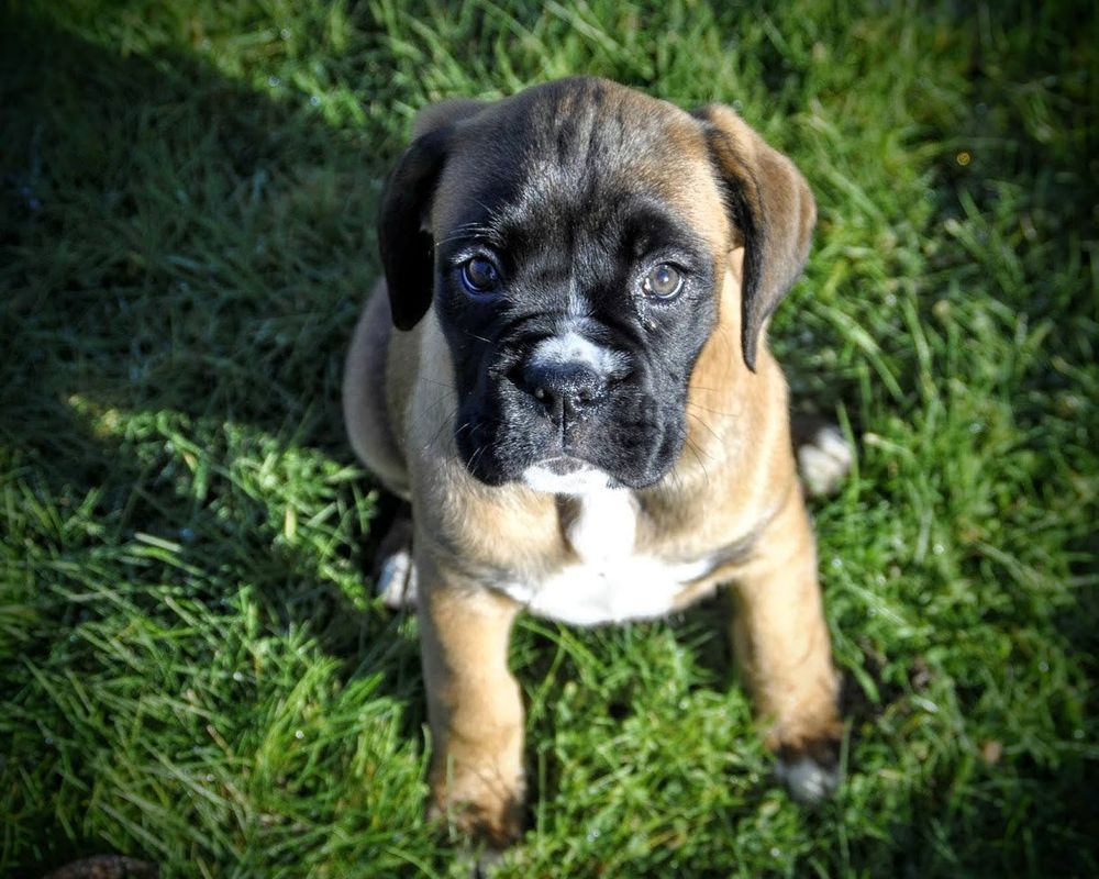 Mamie boxer quand elle était bébé boxer. Assises dans l'herbe avec un regard d'ange 
