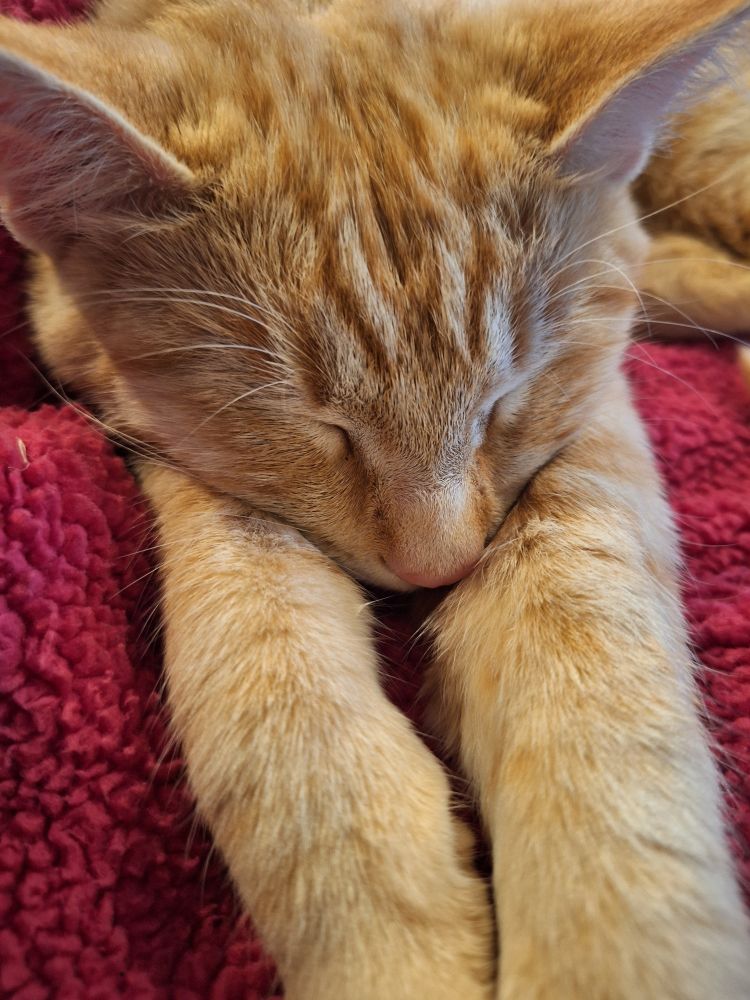 A sleeping yellow tabby cat