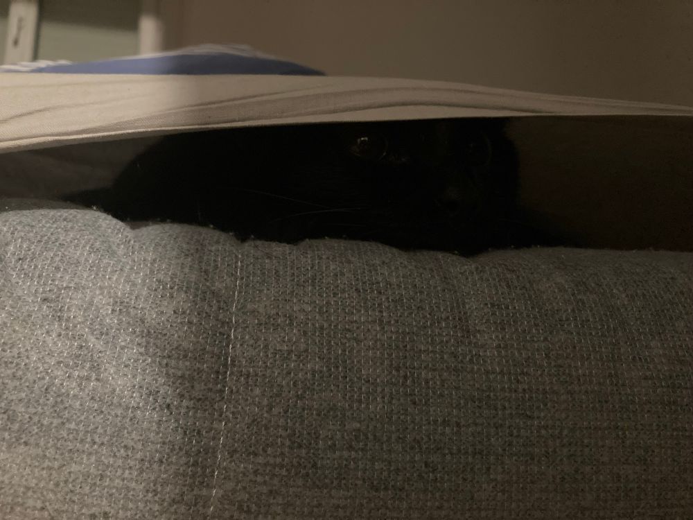 Pareil avec un zoom sur le chat, mais en fait on voit surtout un trou noir entre la housse et le matelas