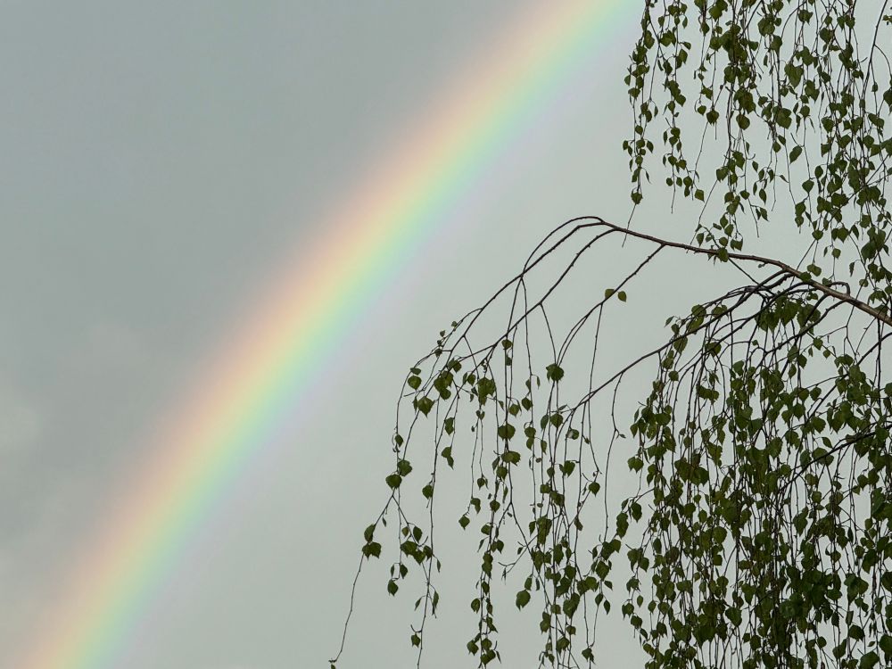 A rainbow and a tree.