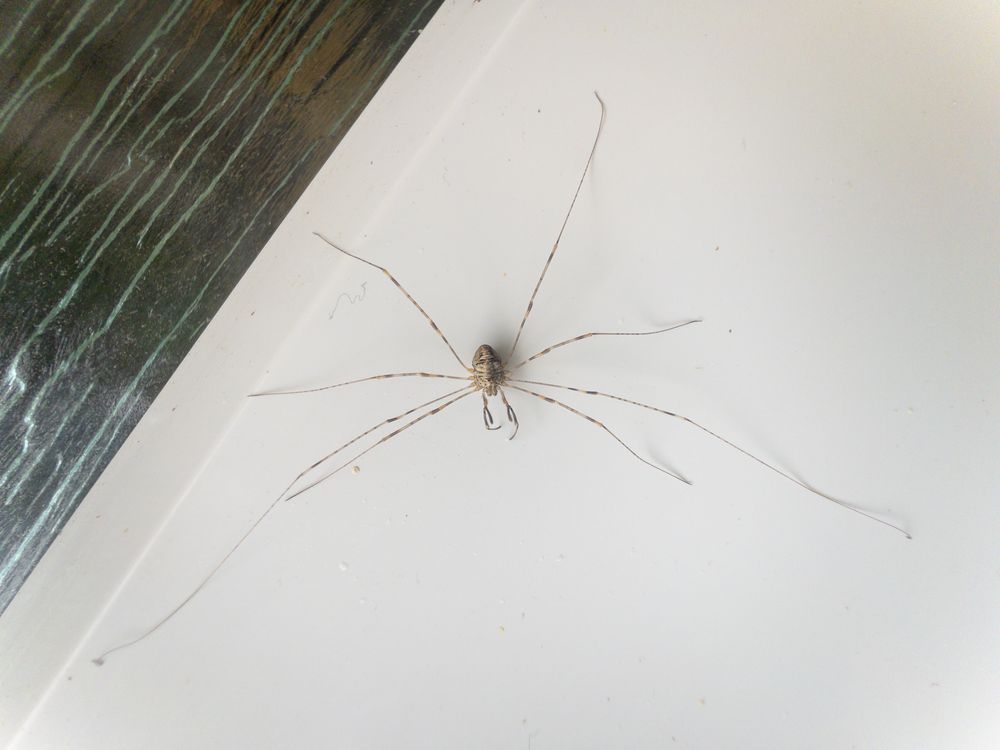 Dicranopalpus ramosus sens. lat. : Scotland : VC97 West Inverness-shire : NM7192 : August 2025