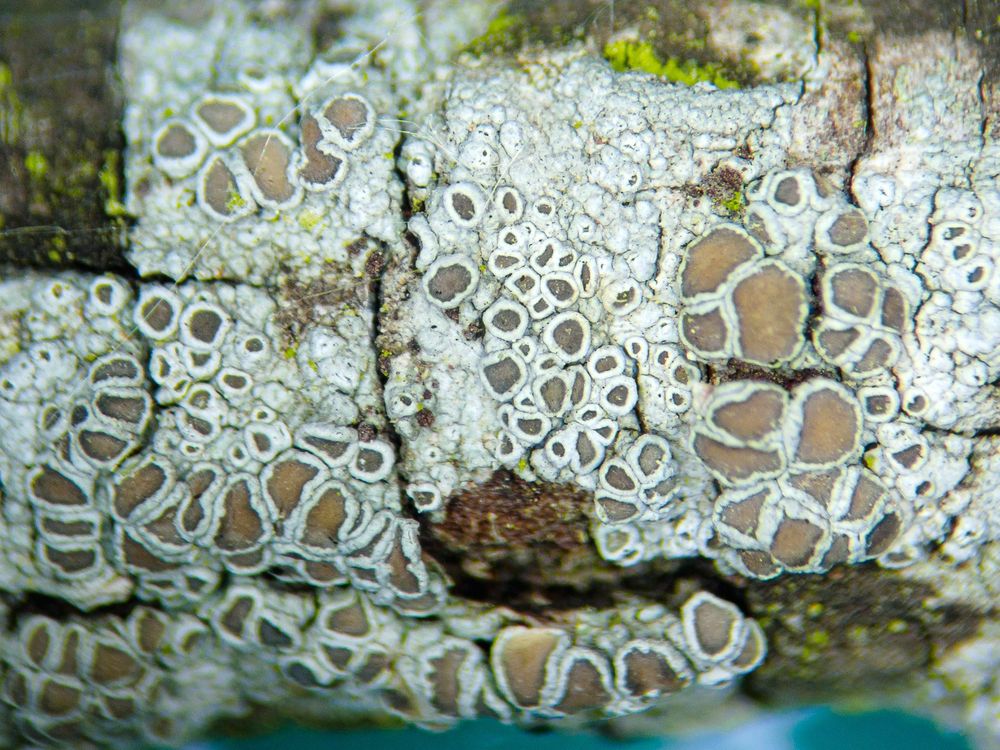 Lecanora hybocarpa auct br : England : VC25 East Suffolk TM5192 : Carlton Marshes : May 2025 : On Salix twig