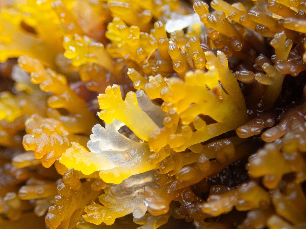 Pepper dulse : Osmundea pinnatifida : Scotland : VC97 West Inverness-shire : NM6692 : August 2025