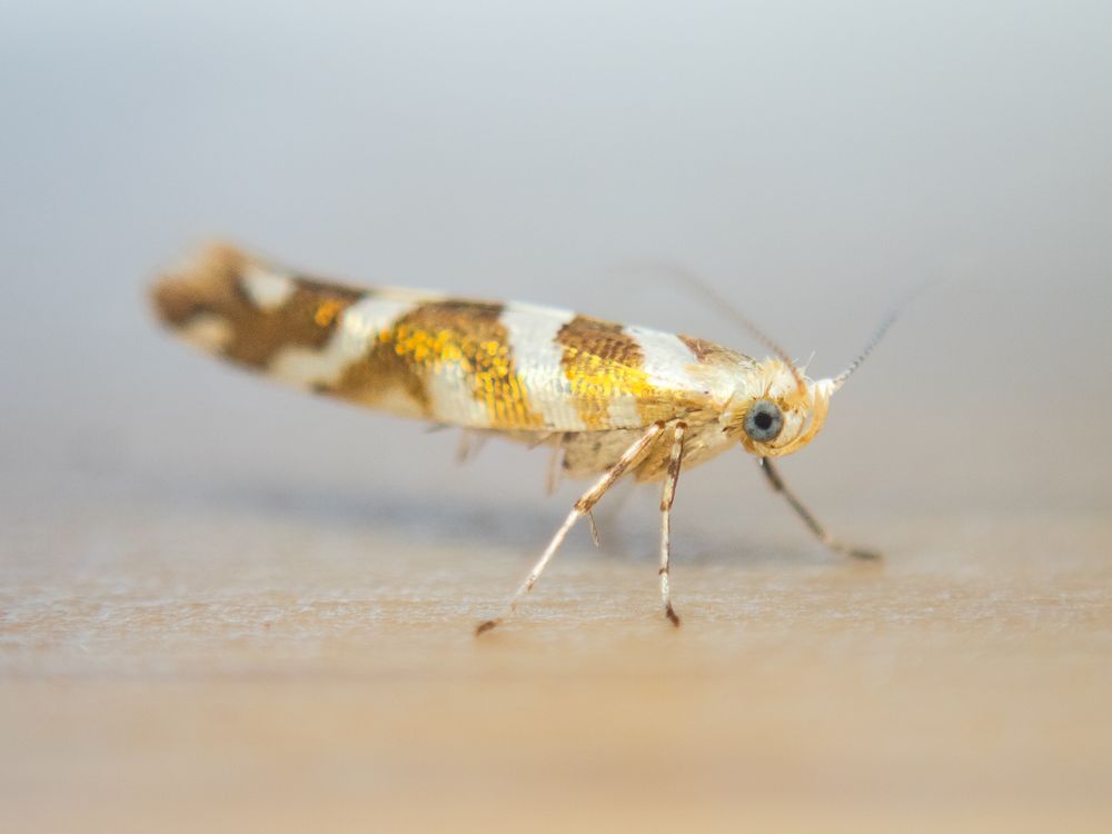 Argyresthia goedartella : England : VC25 East Suffolk : TM3389 : August 2025 : Lucent 40W Actinic