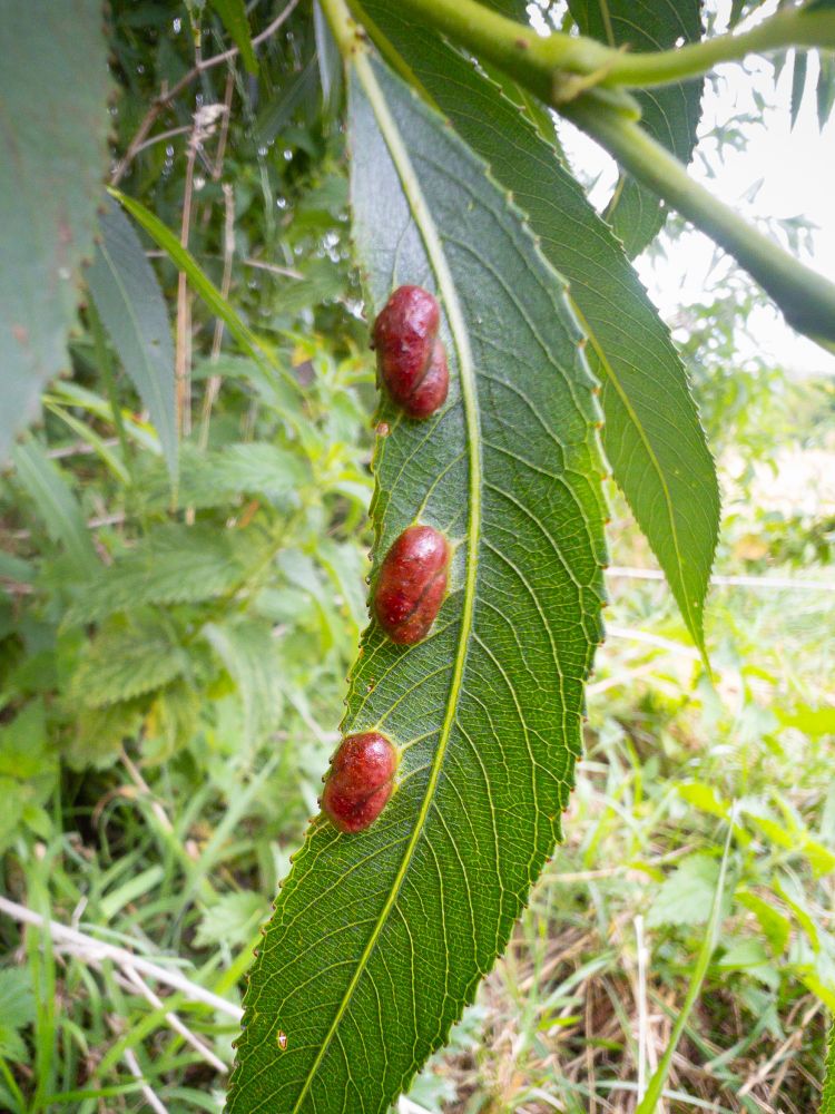 Willow redgall : Euura proxima : England : VC27 East Norfolk : TM3389 : July 2025 : On Salix fragilis leaf
