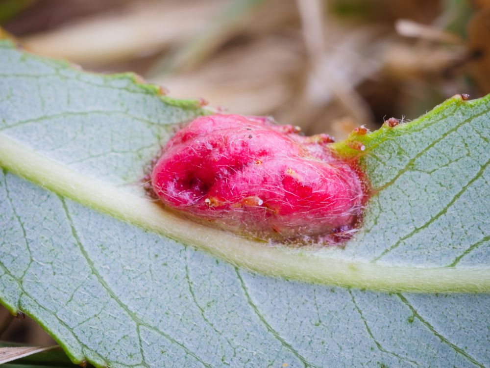 Willow redgall : Euura proxima : England : VC27 East Norfolk : TM3389 : July 2025 : On Salix fragilis leaf