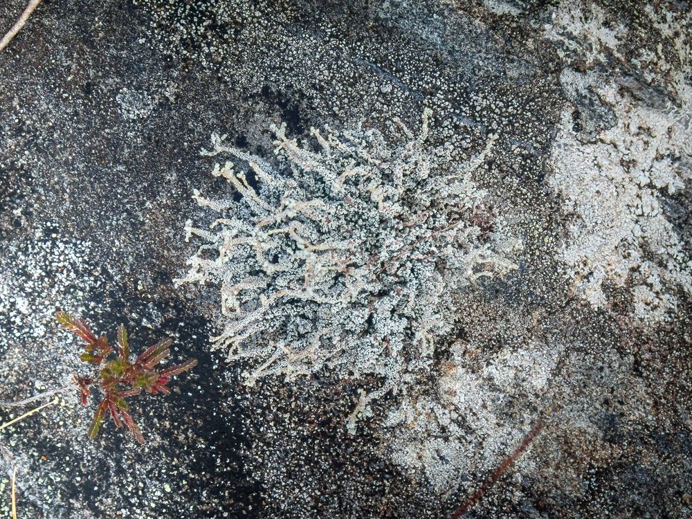 Stereocaulon vesuvianum var nodulosum : Scotland : VC97 West Inverness-shire : NM7491 : August 2025 : On siliceous outcrop