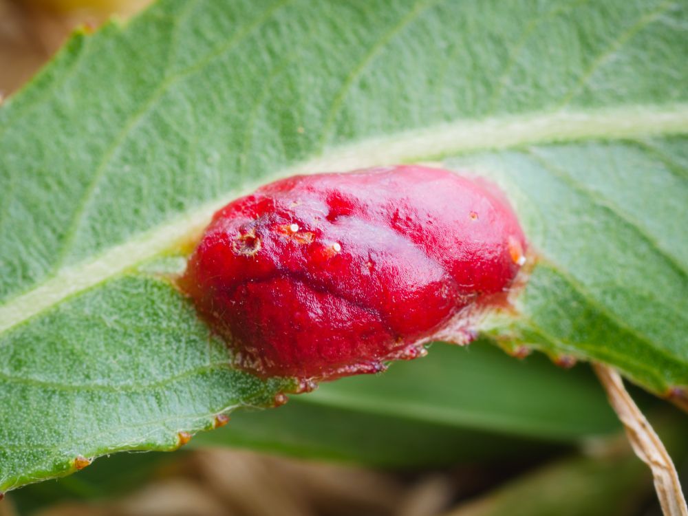 Willow redgall : Euura proxima : England : VC27 East Norfolk : TM3389 : July 2025 : On Salix fragilis leaf