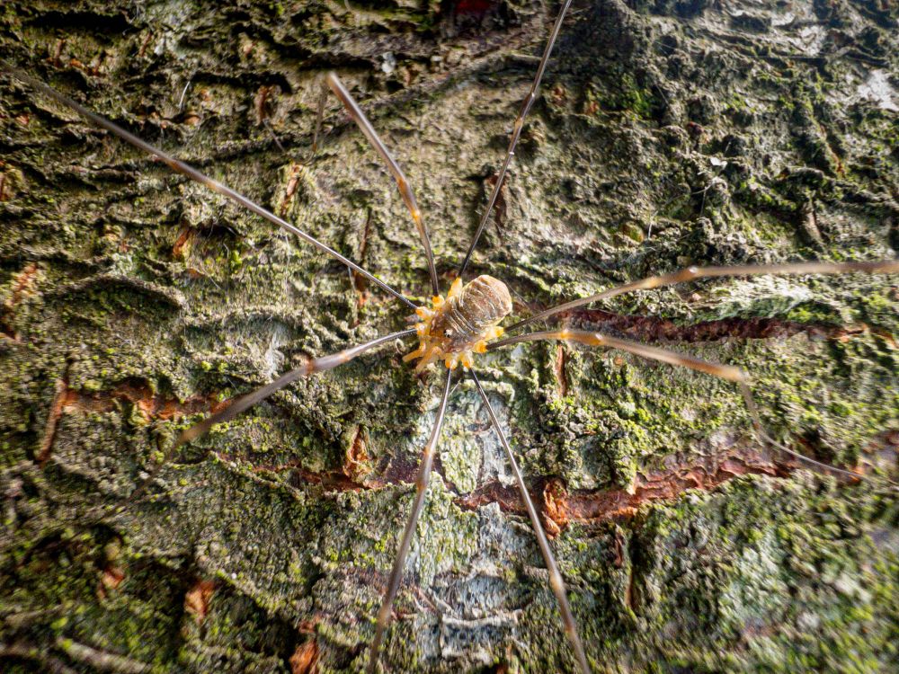 Opilio canestrinii : England : VC27 East Norfolk : TM3798 Loddon : July 2025