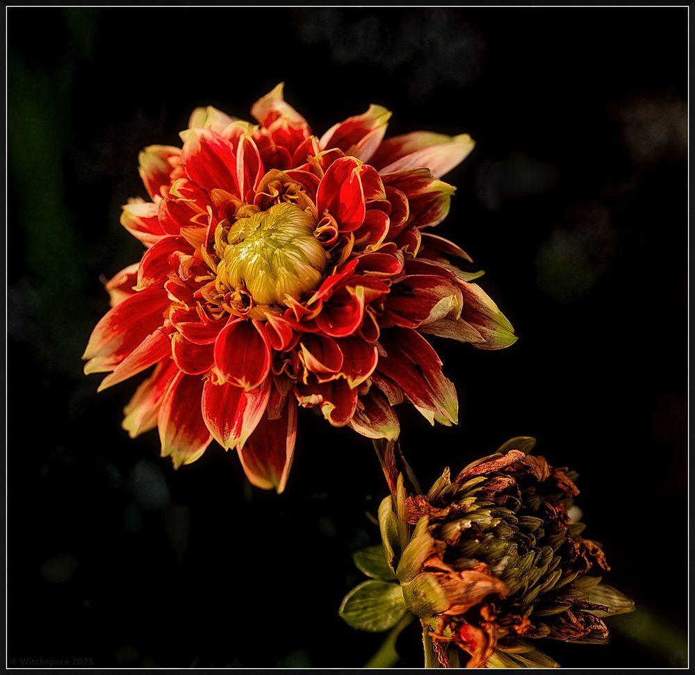 Color photograph of two dahlia blooms, one in the lower right well past its prime, darkening and collapsing, another glowing in reds and yellows in the last light of the day