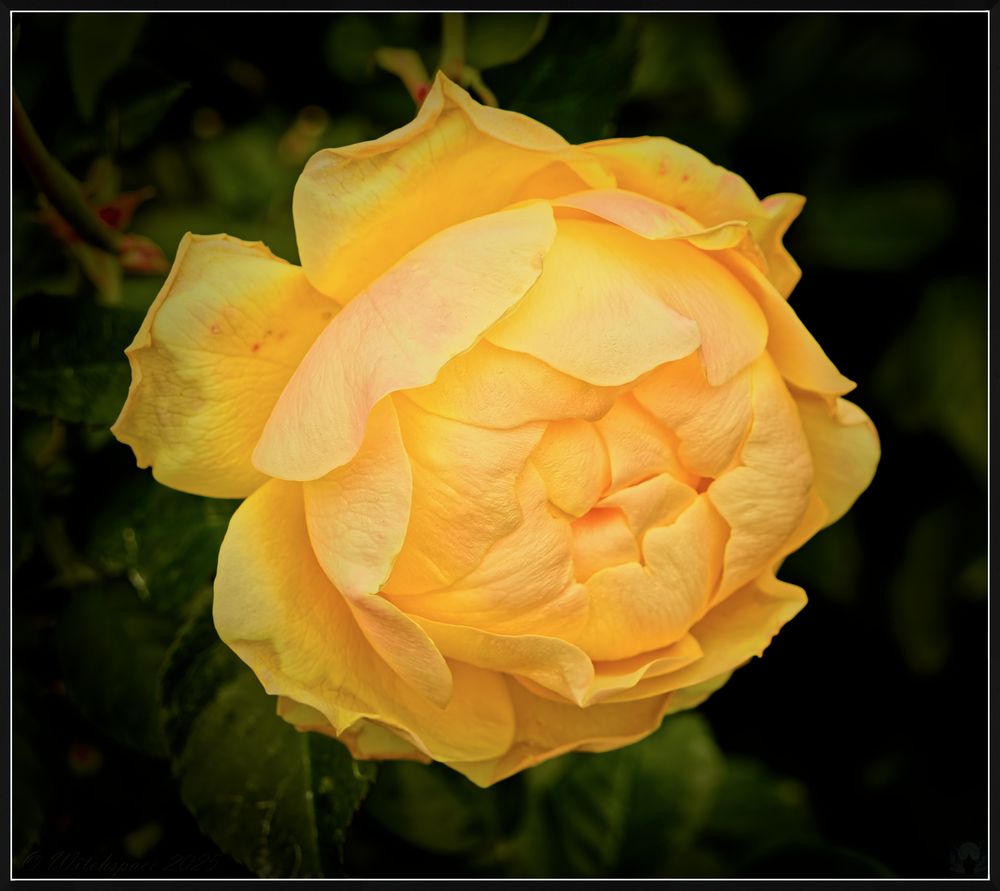 Color photograph of a yellow rose, center yet to fully unfurl, so looking very caulifloweresque; taken at Hershey Gardens, PA in late October 2025