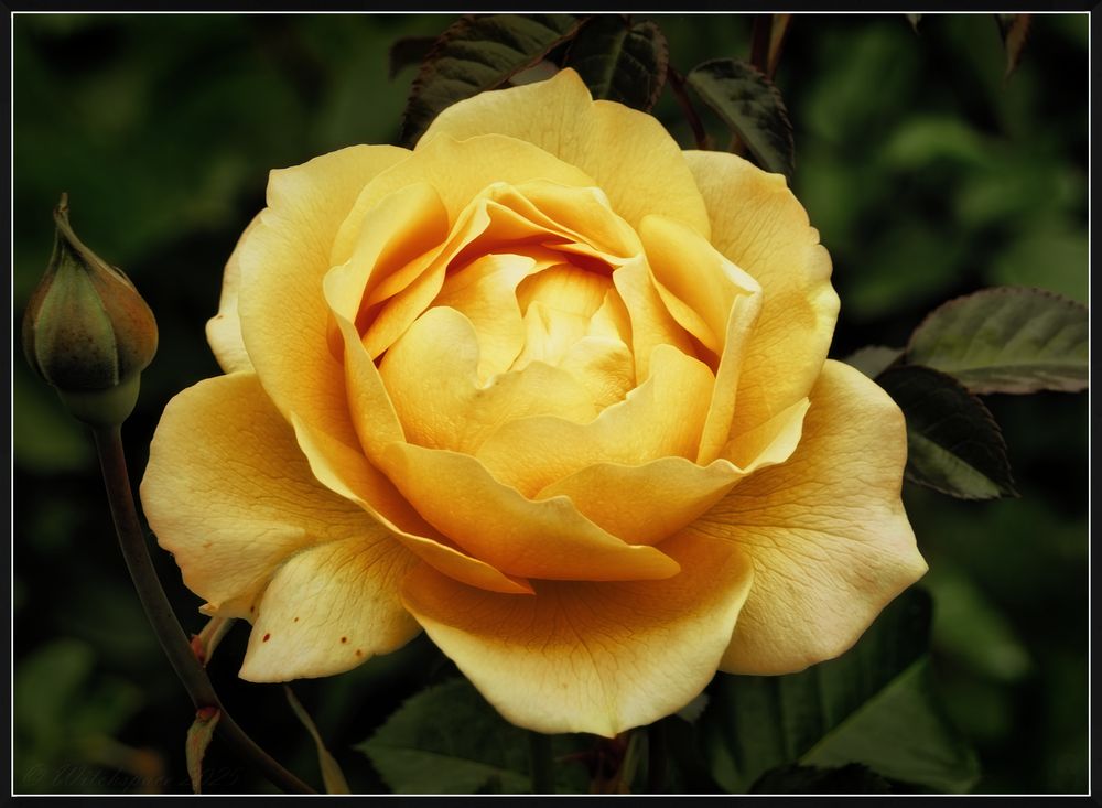 Color photograph of a yellow rose doing its very best to shine and glow against a grey overcast day.