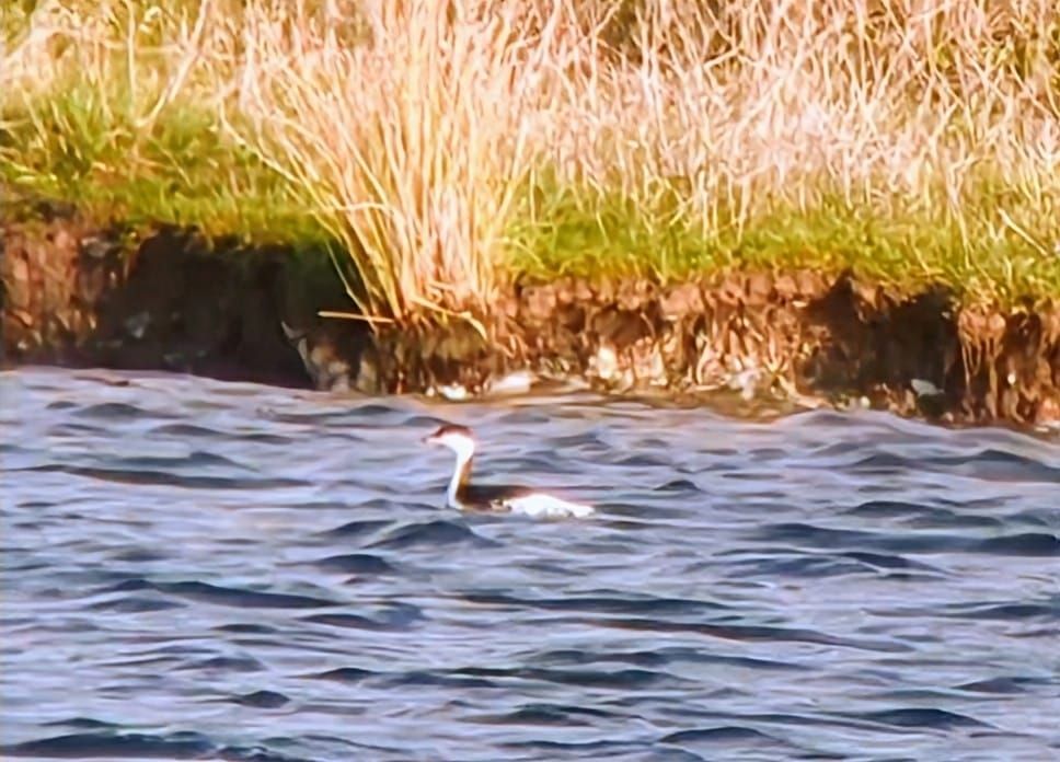 Very distant Slavonian Grebe at Kilvington 
