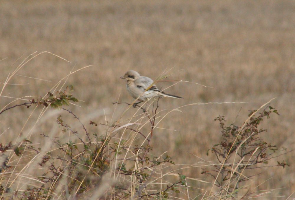 Steppe Grey Shrike 