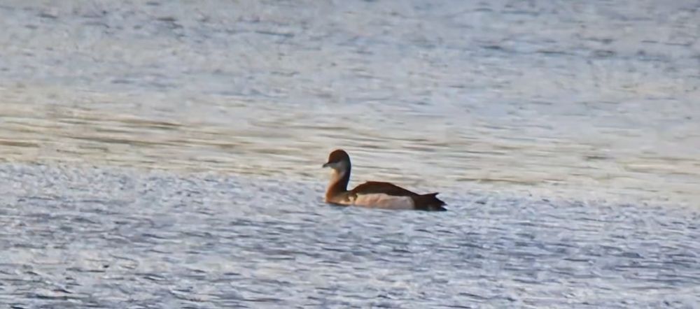 Black-throated Diver at South Muskham Pits