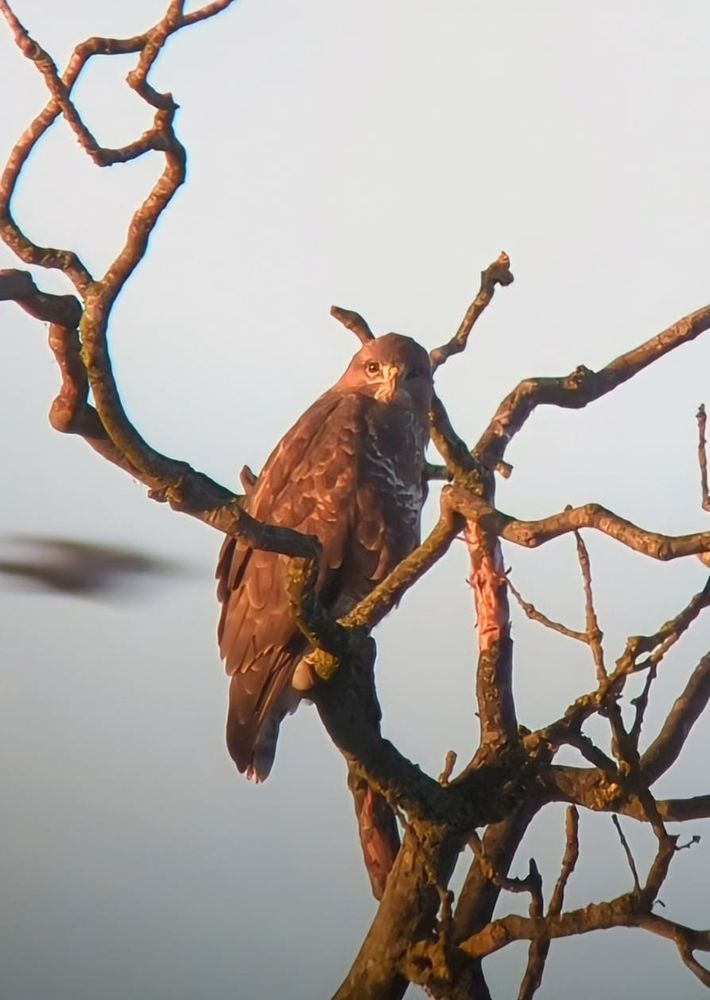 Common Buzzard, Job's Lane 