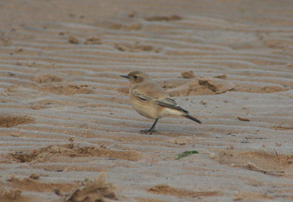 Desert Wheatear.