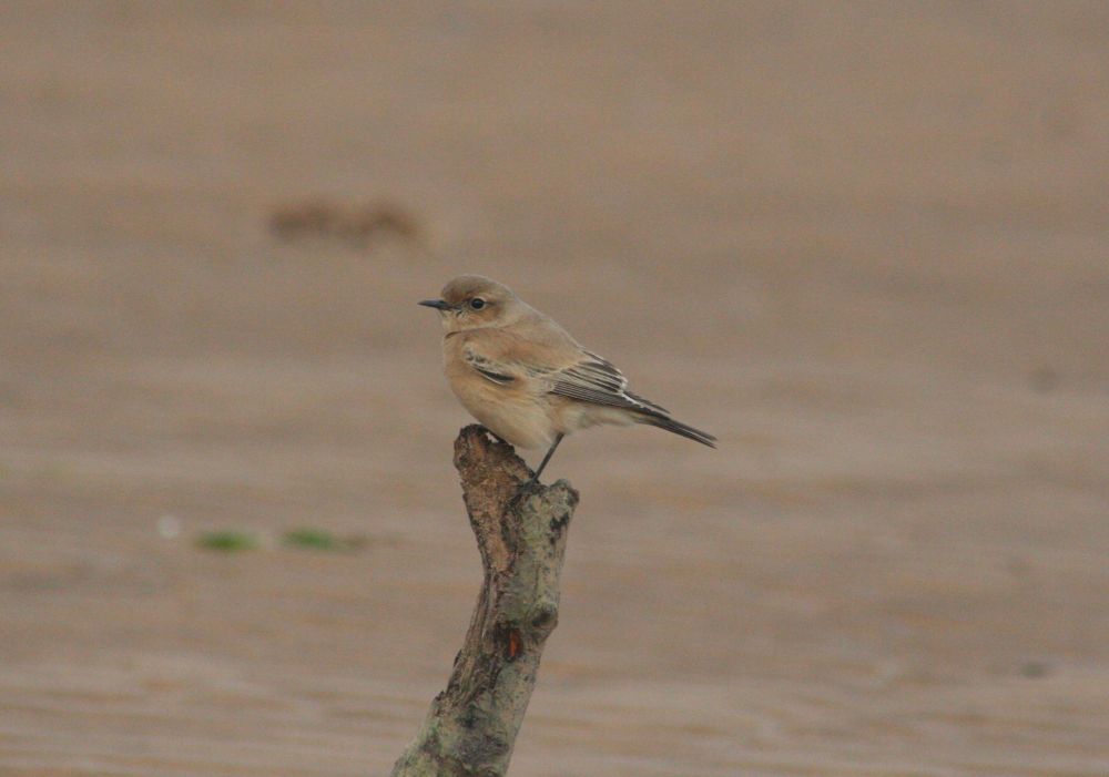 Desert Wheatear, Saltfleet 12/11/2008