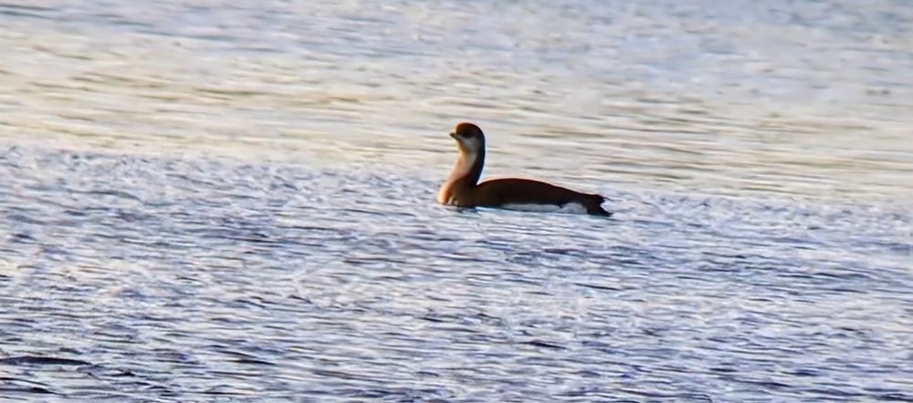 Fairly distant views of Black-throated Diver