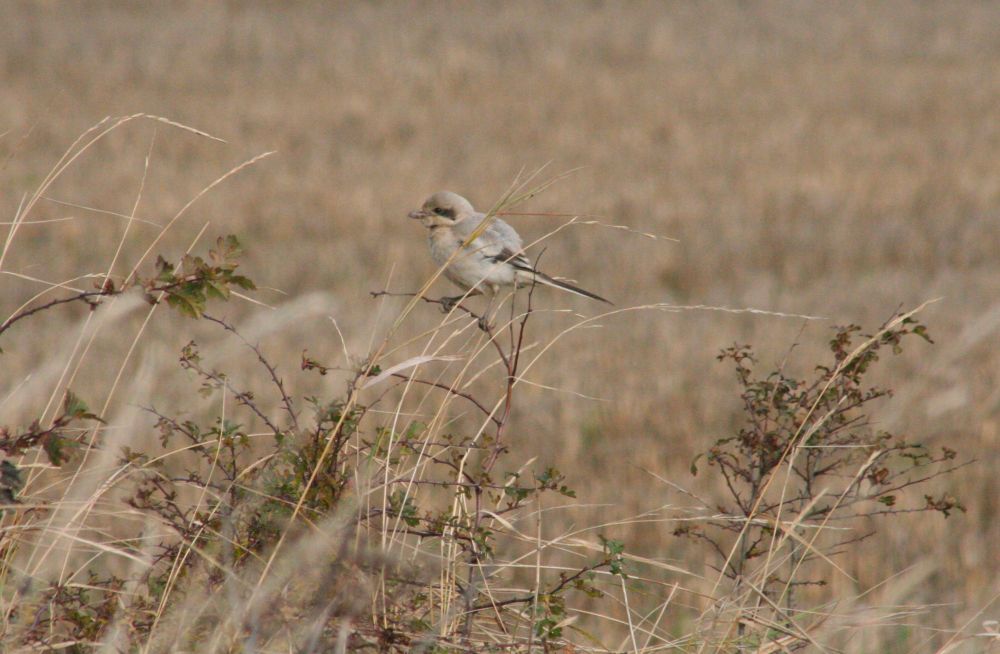 Steppe Grey Shrike, Grainthorpe 12/11/2008