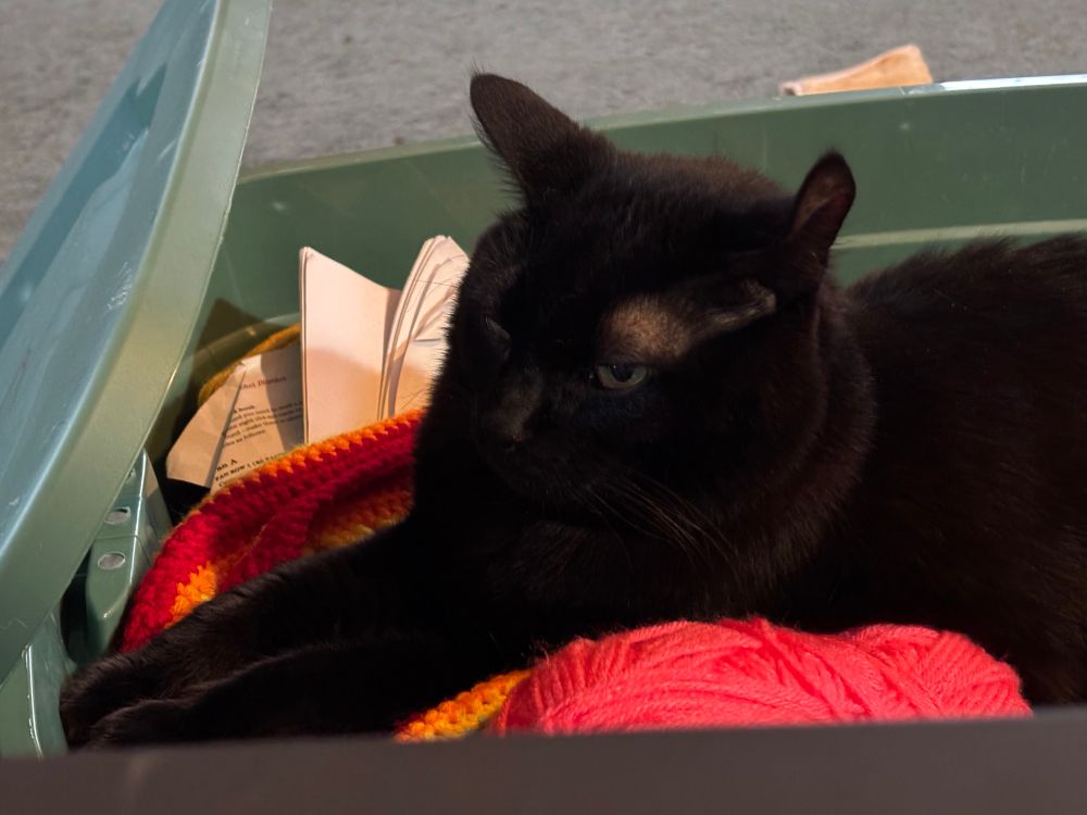 Black cat relaxing in box of yarn 