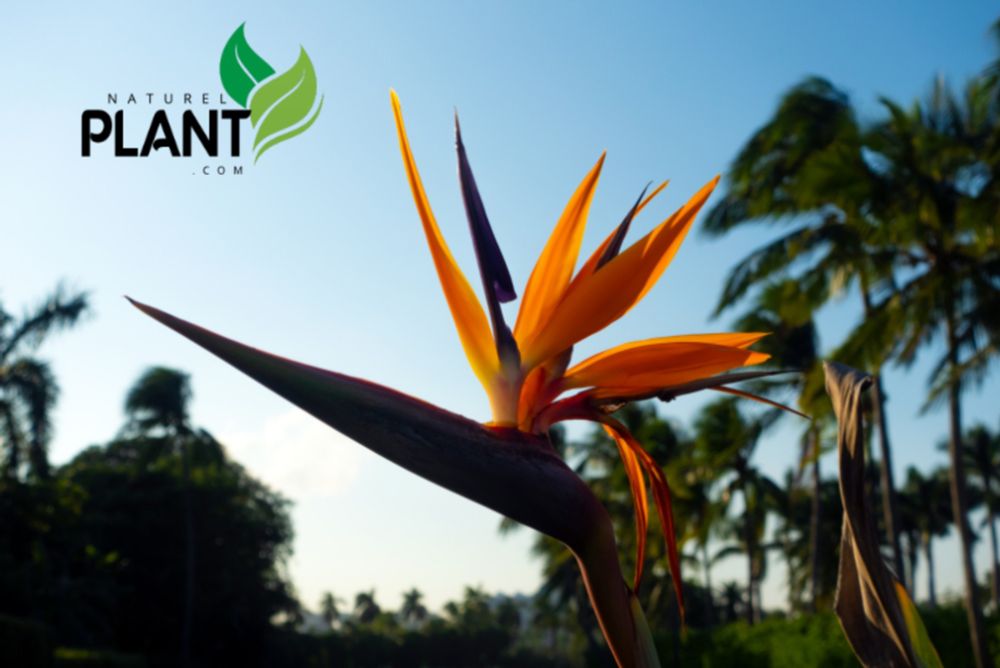 Bird of Paradise Plant: A Complete Guide