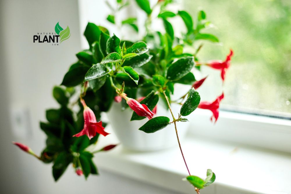 Lipstick Plant Care: Tips for Growing Healthy, Vibrant Plant