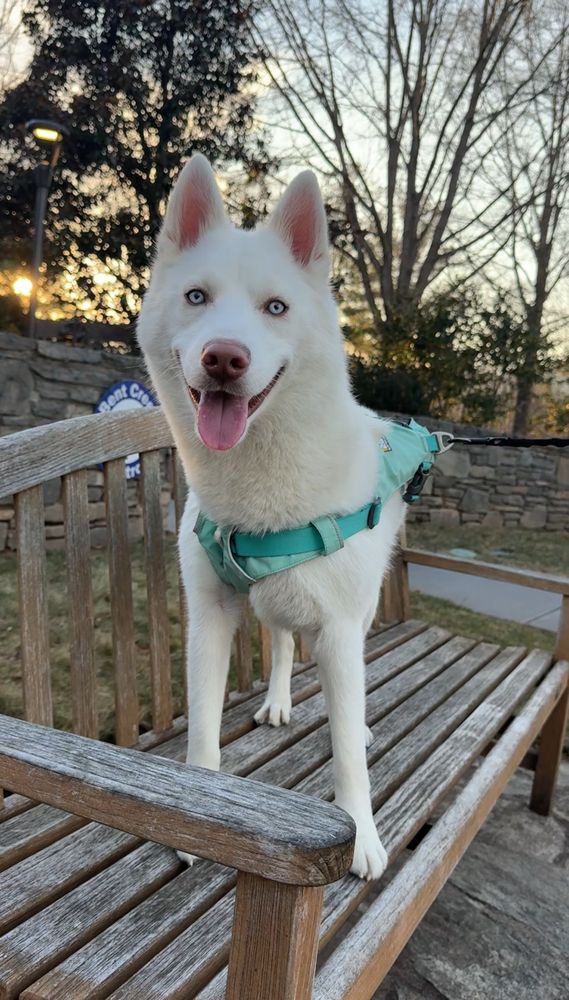 White husky standing on a bench