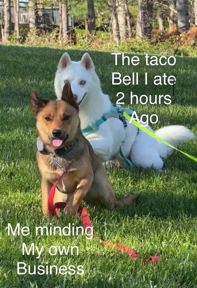 White dog looking scary in the background with brown dog in the front
Captions:
Brown dog: me minding my own business
White dog: the Taco Bell I ate two hours ago