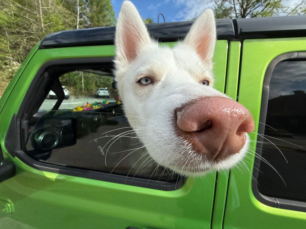 White dog hanging its head out of the car