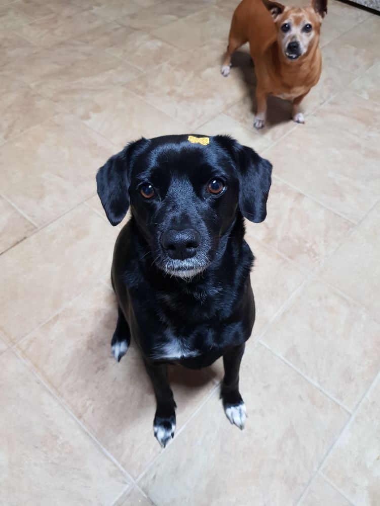 Black dog with little yellow bow on top of head, small caramel dog on background