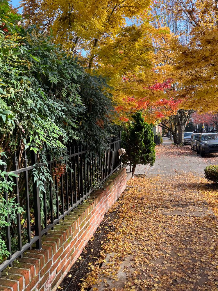 Fall foliage with a dog’s head peeking through the fence