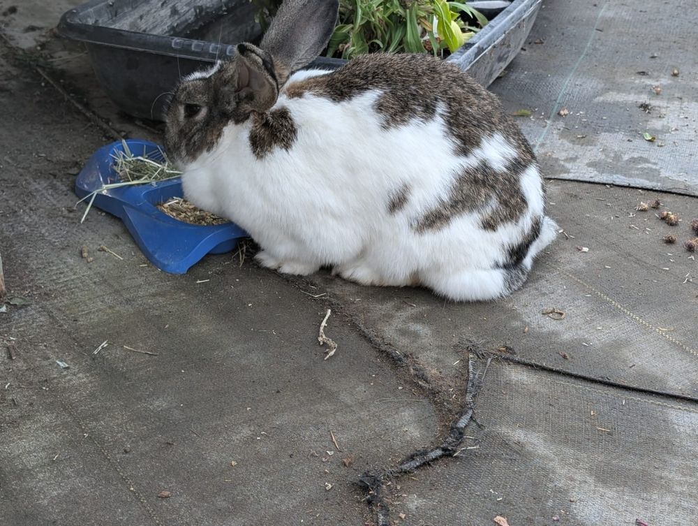 Picture of a white bunny with blackish, brownish spots and patches, earing out of a blue food split bowl on gray concrete. 