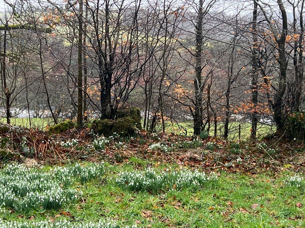 Snowdrops with bare trees behind and the river Dart beyond