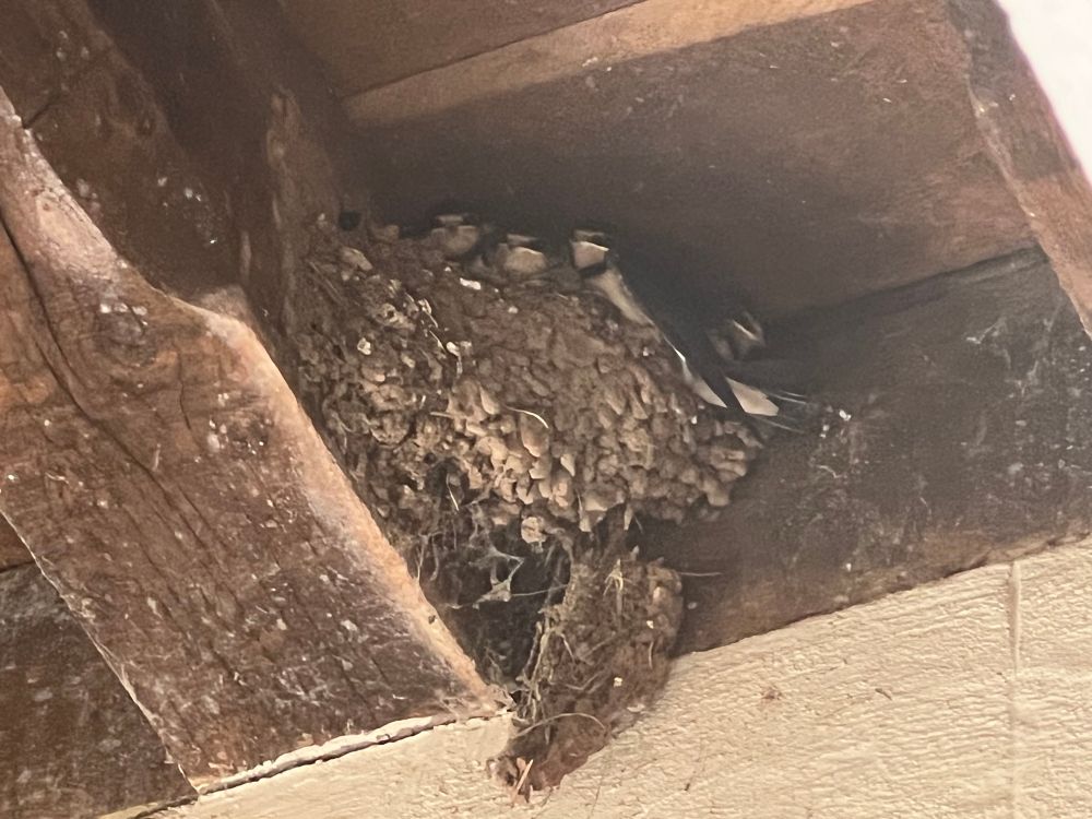 A swallow’s nest with four young birds looking over the edge. 