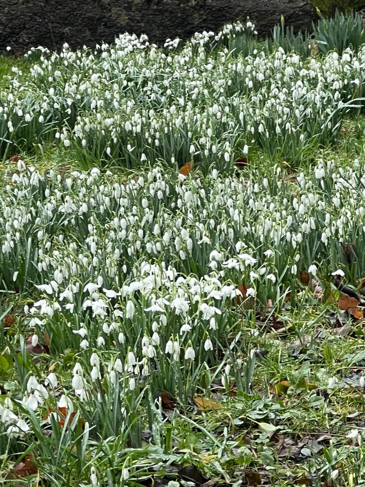 A close up view of massed snowdrops.