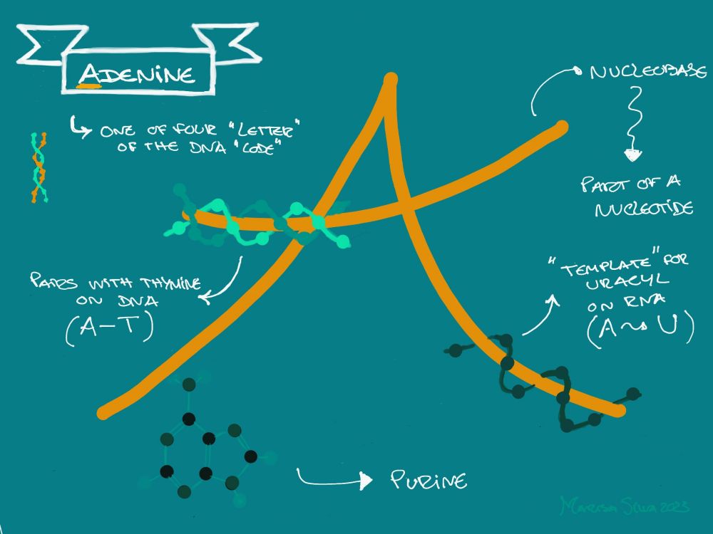 An adenine sketchnote with a central orange letter A. A DNA double helix intertwined in the horizontal line of the A. A single RNA chain intertwined in the right descending line of the A. The correspoding purine ring below the central letter. Information about the molecule written in white 